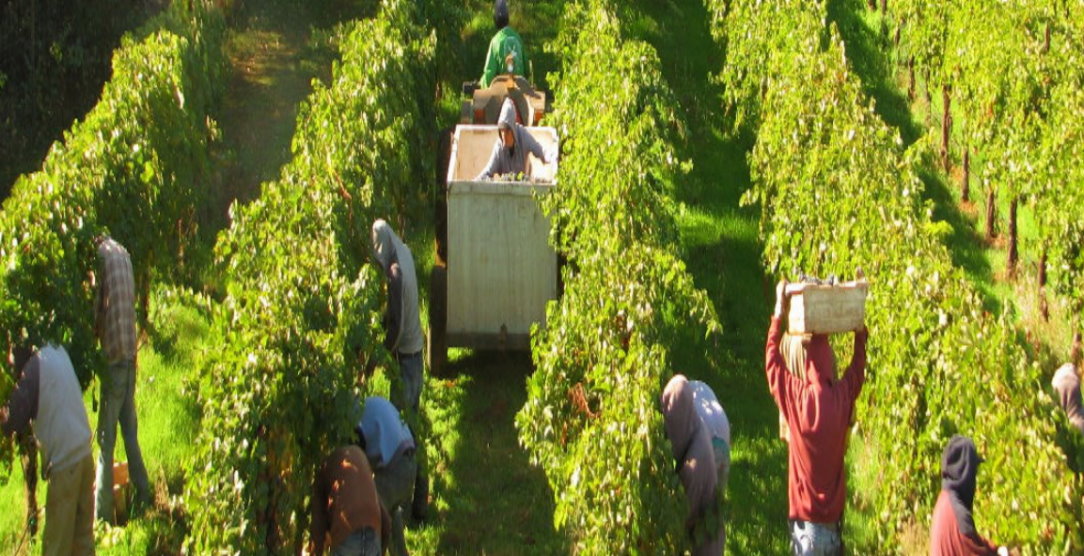 Visit-Lake-County-Harvest -Season.jpg